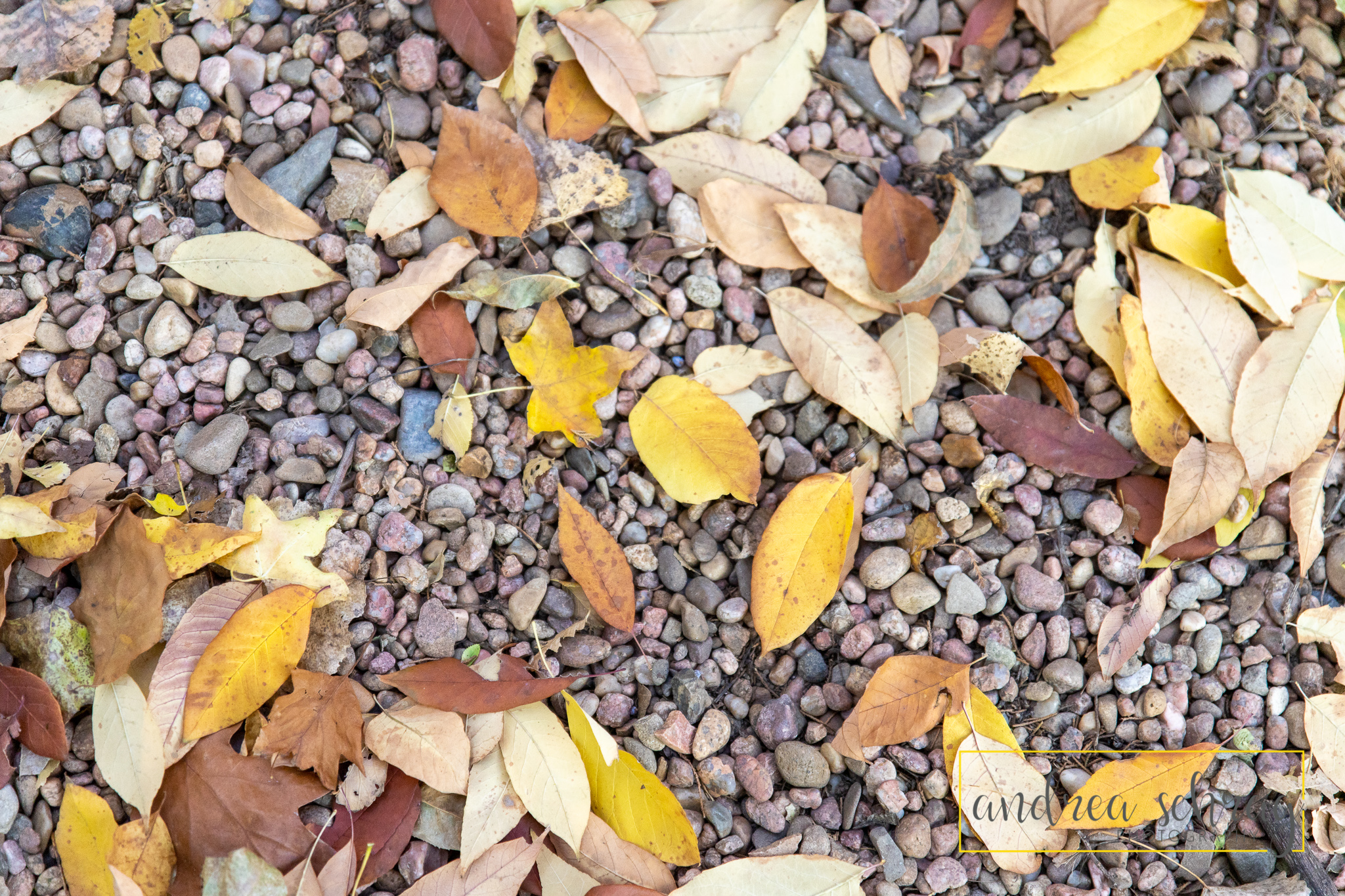 rocks with yellow and orange fall leaves