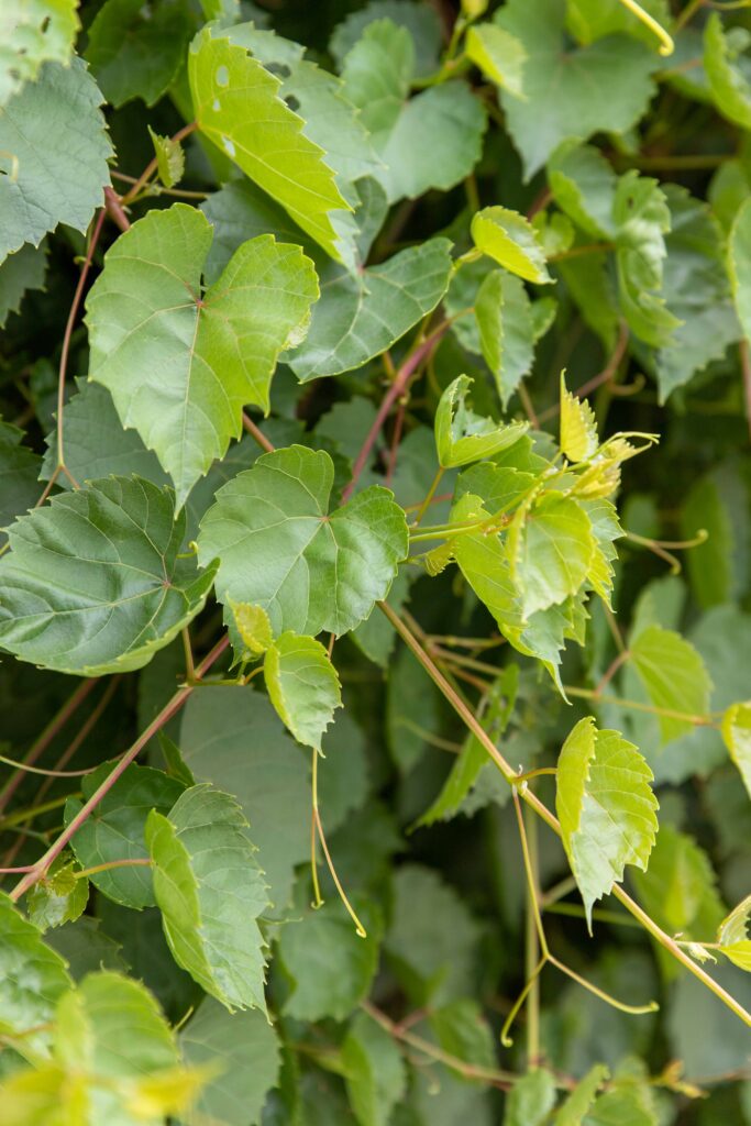 vineyard leaves
