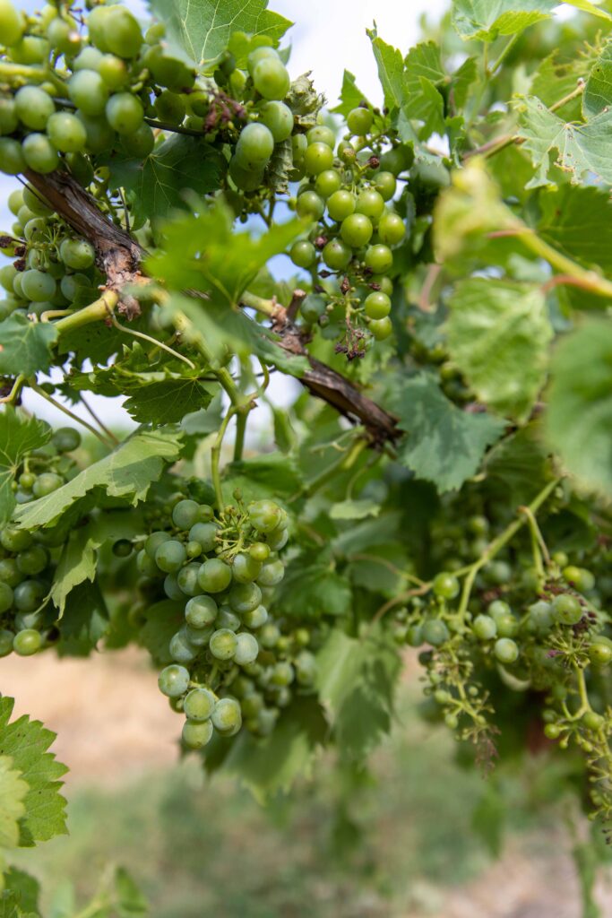 vineyard green grapes and leaves