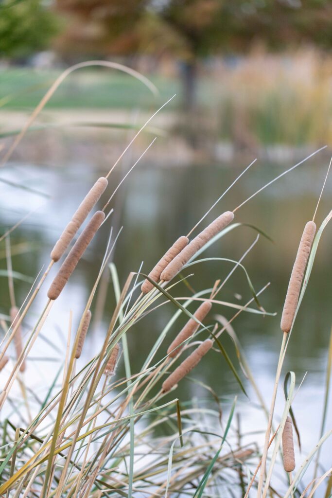 grasses and cattails near pond